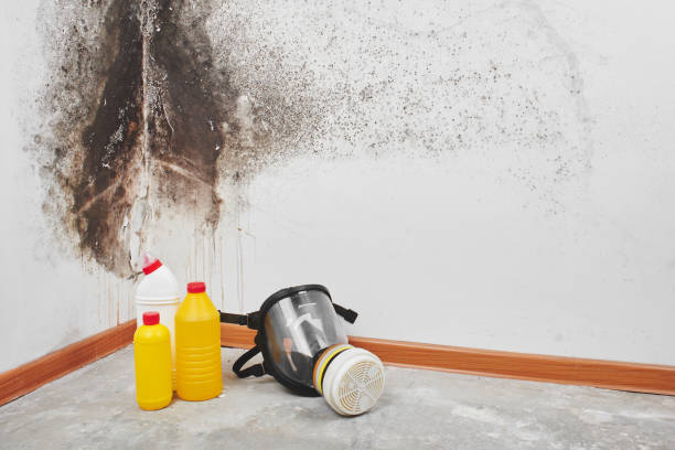 Best Professional Mold Removal  in Roosevelt, NJ
