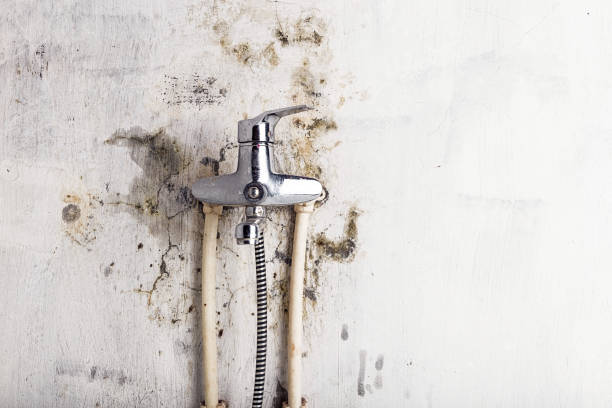 Best Same-Day Mold Removal  in Roosevelt, NJ