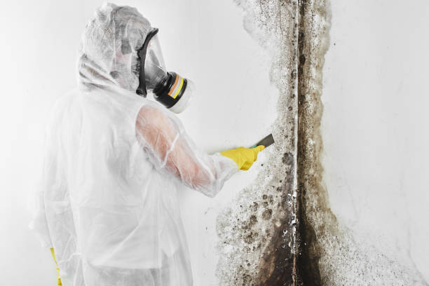 Best Mold Testing  in Roosevelt, NJ