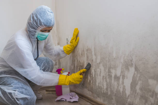 Best Fast Mold Removal  in Roosevelt, NJ