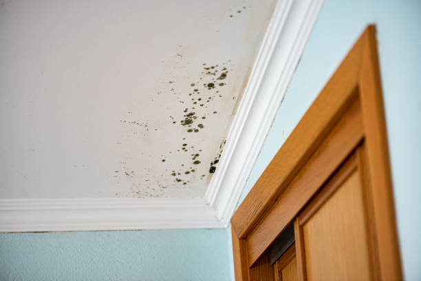 Attic Mold Removal in Roosevelt, NJ