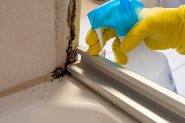 Best Residential Mold Removal  in Roosevelt, NJ