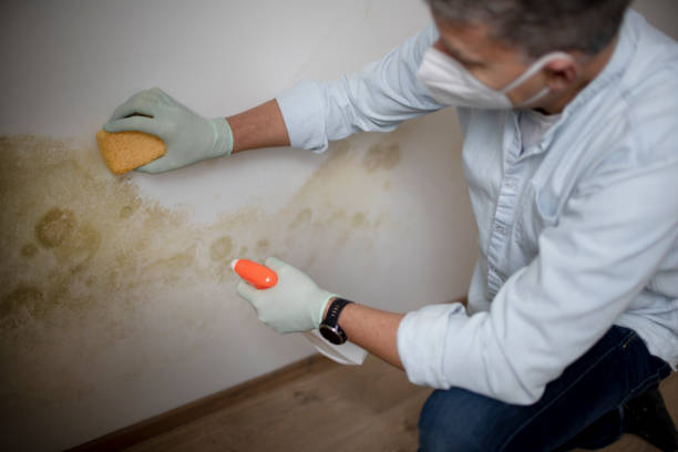 Best Toxic Mold Removal  in Roosevelt, NJ