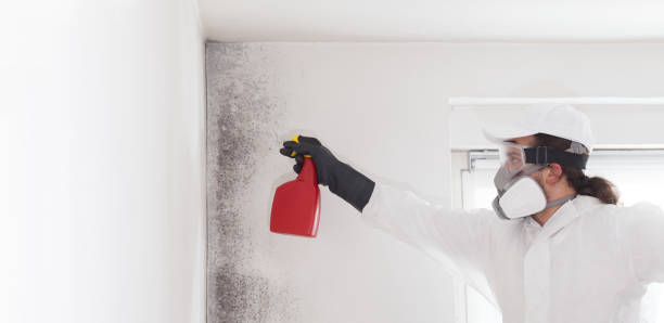 Best Professional Mold Removal  in Roosevelt, NJ