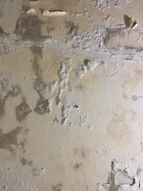 Best Black Mold Removal  in Roosevelt, NJ