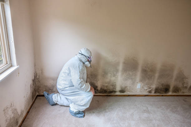 Best Water Damage Restoration  in Roosevelt, NJ