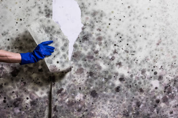 Mold Removal Process in Roosevelt, NJ