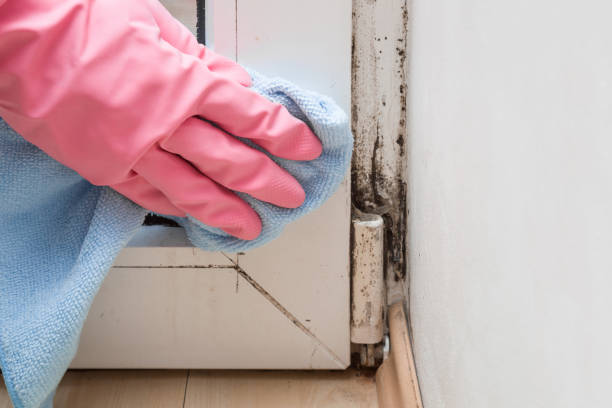 Best Best Mold Removal Companies  in Roosevelt, NJ